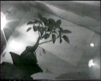 The bonsai tree that was the focus of teh works in Brett Whitely's room at the Yellow House. Frame from Akia Ghost Poems.