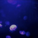 From [Aqualux], via <a href=_http_/archive.dlux.org.au/indexcea5.html?page=artworks&amp;id=978%22>d'archive</a>