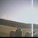 From A Sheep in Wolf's Clothing, via <a href=_http_/archive.dlux.org.au/index574d.html?page=artworks&amp;id=1217%22>d'archive</a>