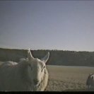 From A Sheep in Wolf's Clothing, via <a href=_http_/archive.dlux.org.au/index574d.html?page=artworks&amp;id=1217%22>d'archive</a>