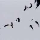 From Engaged, via <a href=_http_/archive.dlux.org.au/index4502.html?page=artworks&amp;id=89%22>d'archive</a>