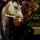 From Equestrian, via <a href=_http_/archive.dlux.org.au/index83da.html?page=artworks&amp;id=106%22>d'archive</a>