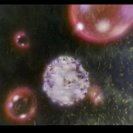 From Forced Into Silent Light, via <a href=_http_/archive.dlux.org.au/index94cb.html?page=artworks&amp;id=294%22>d'archive</a>