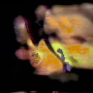 From Goodbye Tonsils, via <a href=_http_/archive.dlux.org.au/index583e.html?page=artworks&amp;id=1223%22>d'archive</a>