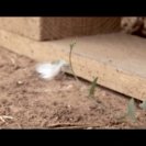 From Of Attributes and Qualities, via <a href=_http_/archive.dlux.org.au/indexe22d.html?page=artworks&amp;id=1137%22>d'archive</a>