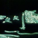 From Rote Movie, via <a href=_http_/archive.dlux.org.au/index5f42.html?page=artworks&amp;id=166%22>d'archive</a>