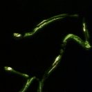 From Rote Movie, via <a href=_http_/archive.dlux.org.au/index5f42.html?page=artworks&amp;id=166%22>d'archive</a>