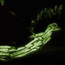 From Rote Movie, via <a href=_http_/archive.dlux.org.au/index5f42.html?page=artworks&amp;id=166%22>d'archive</a>