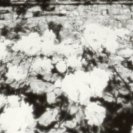 From Still Alives, via <a href=_http_/archive.dlux.org.au/indexce8c.html?page=artworks&amp;id=1146%22>d'archive</a>