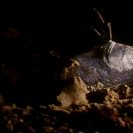 From The Amphibian, via <a href=_http_/archive.dlux.org.au/indexf64c.html?page=artworks&amp;id=91%22>d'archive</a>