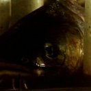 From The Amphibian, via <a href=_http_/archive.dlux.org.au/indexf64c.html?page=artworks&amp;id=91%22>d'archive</a>