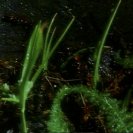 From The Amphibian, via <a href=_http_/archive.dlux.org.au/indexf64c.html?page=artworks&amp;id=91%22>d'archive</a>