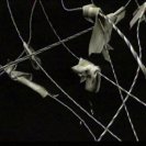 From Theatres of Anatomy, via <a href=_http_/archive.dlux.org.au/index786c.html?page=artworks&amp;id=1244%22>d'archive</a>